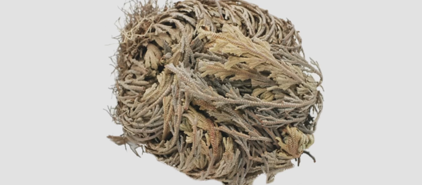 Ρόδο της Ιεριχούς: Το φυτό που δεν «πεθαίνει» ποτέ!